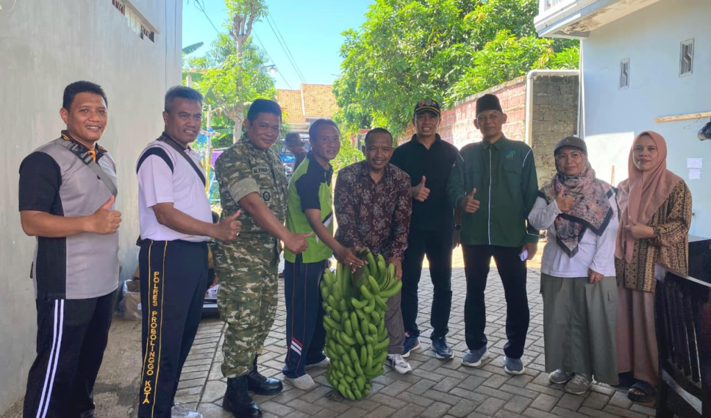 panen pisang cavendish di probolinggo