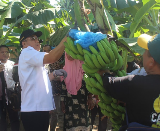 Panen Raya Pisang Cavendish Al Umah bersama Walikota Probolinggo